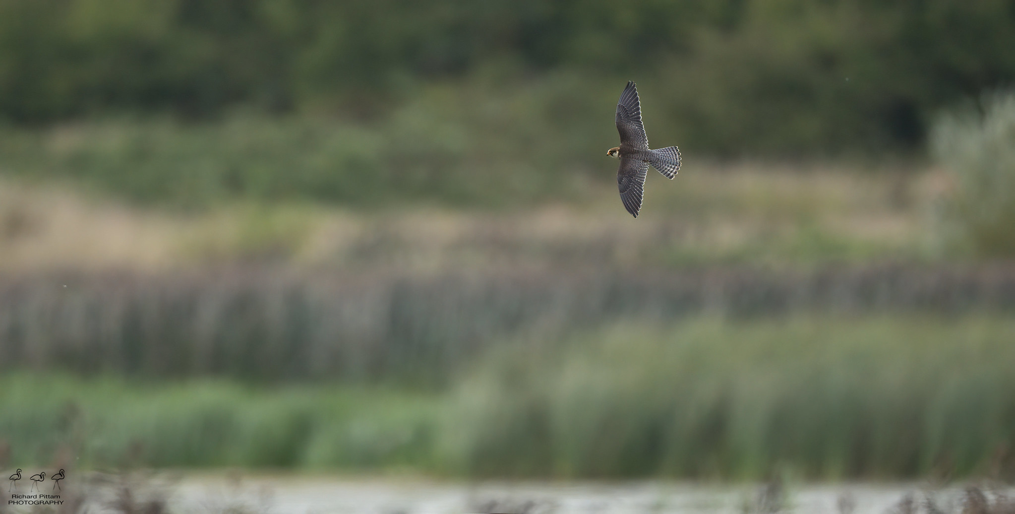 Juvenile Red-footed Falcon.... across the reed-bed