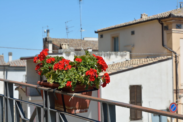 Gerani rossi sulla salita al castello -  Red geraniums on the climb to the castle-