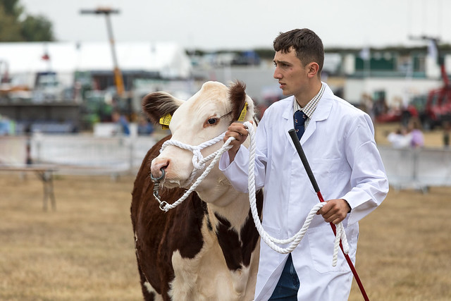 Cattle Judging - Sunday- Dorset County Show 2022