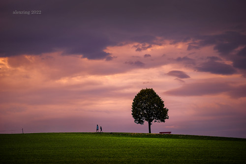 emmental affoltern weier hill tree walker sunset grass sky color purple nikon d750 alexring bern switzerland