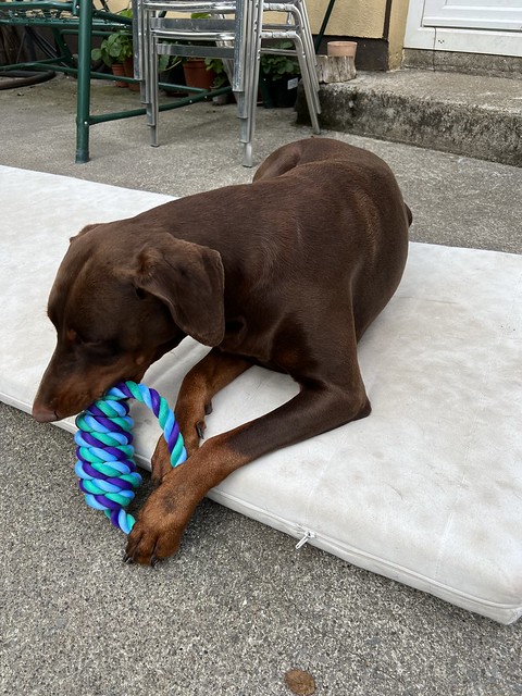 Kaiser And His Birthday Toy - Happy Birthday Kaiser - 3 Years Old Today