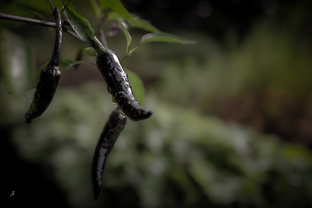 Black chillies.