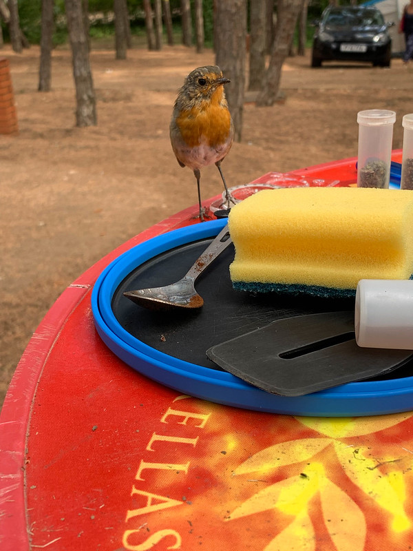 My tame robin friend at Camping Ciudad de Leon