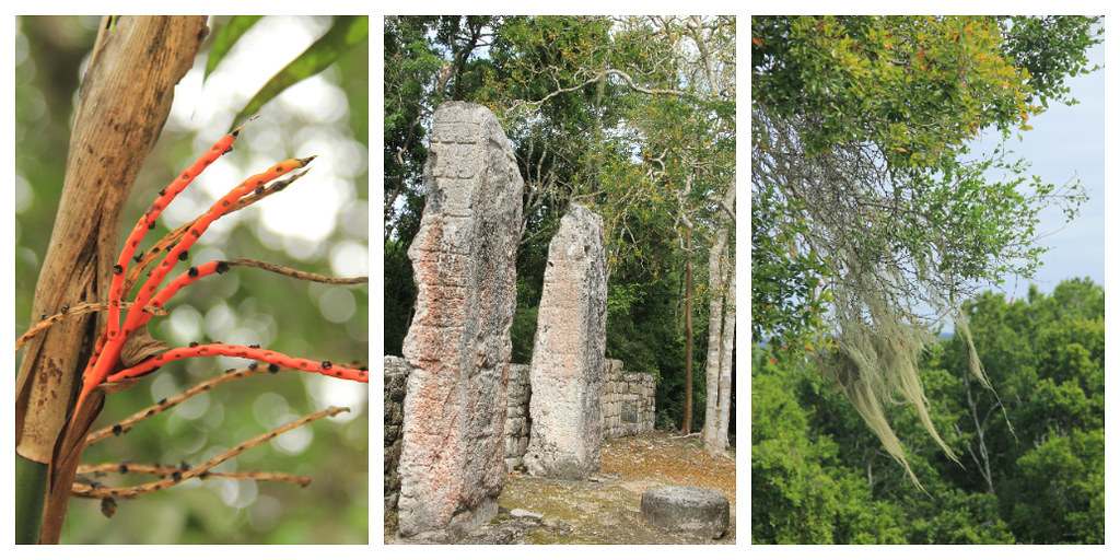 Weird jungle plants and standing stones, Calakmul Biosphere Reserve