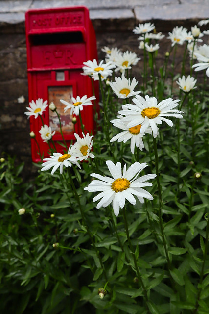 Post Office Daisies