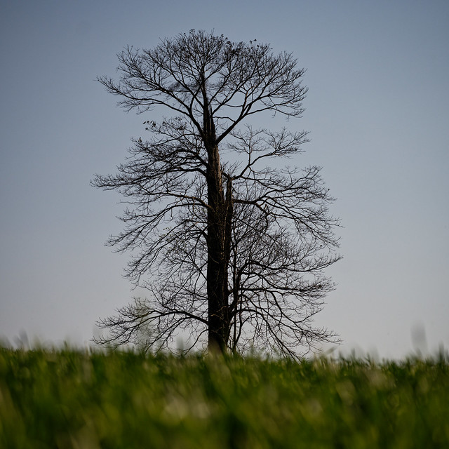 Tree in a field, Campo Magro, Brazil