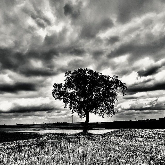 The lonely tree