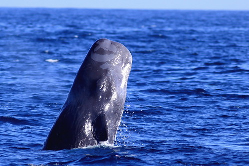 Sperm whales in Galapagos