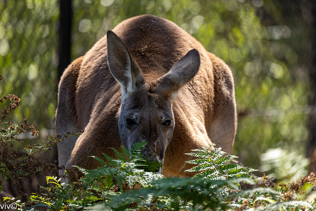 On a sunny autumn day, massive adult Australian Red Kangaroo looks for lunch. When it stands up, its 1.8m (5ft 10in) height and 90kg (200 pounds) is enough to scare anyone! - uncropped image