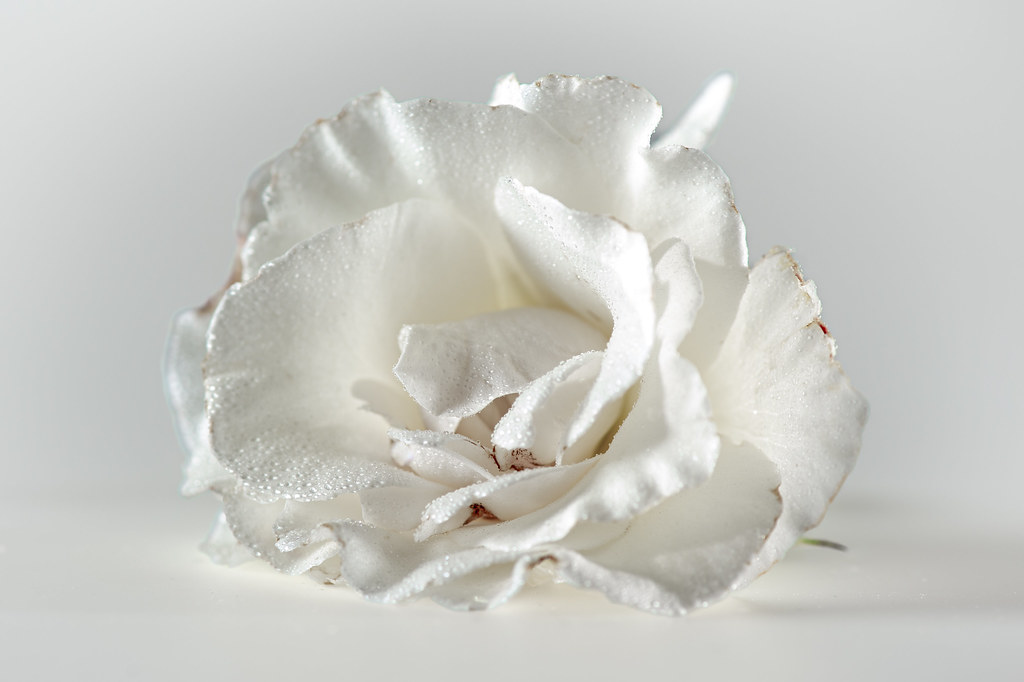 White rose - My entry for todays 