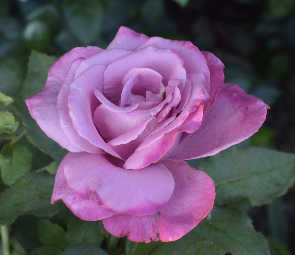 Rosa Fragrant Plum