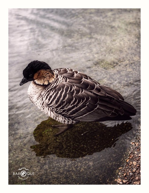 Bird Photography, St James Park London