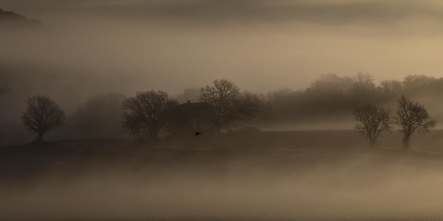 The mist and the magpie (nature within nature)