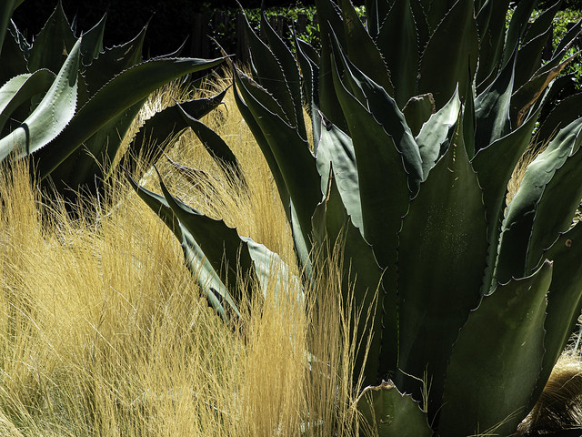 Grass and Agave