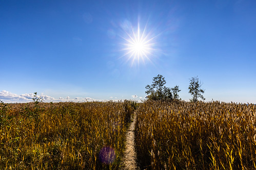 trail path sun sunny day clearsky bluesky reeds seashore shore northostrobothnia oulu finland landscape photography wideangle canon view scenery scenic autumn sky afternoon nature europe sunshine