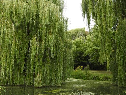 willows water pond weepingwillows trees grasses greenery summer nature landscape park