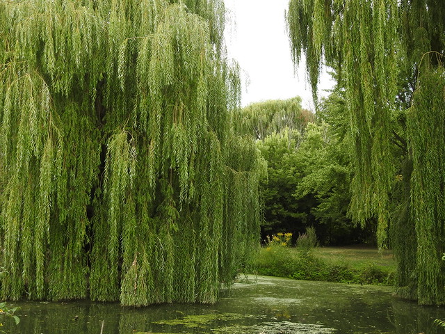 Pond of Willows