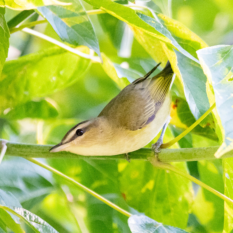 red-eyed-vireo-6116