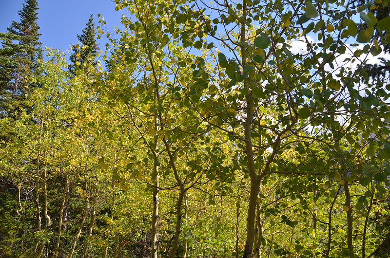 The trail uphill along the open slopes and weaving through young Aspen groves (3)