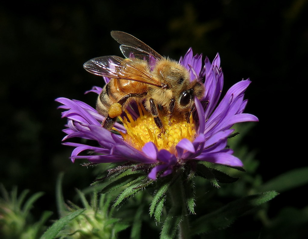 Honeybee Feeding On A Purple Aster Flower IMG_7482