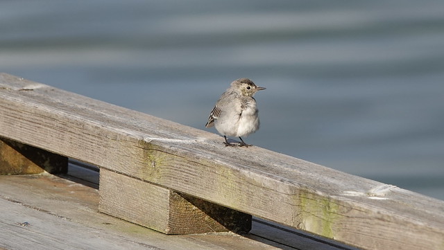 Junge Bachstelze -  Young White Wagtail