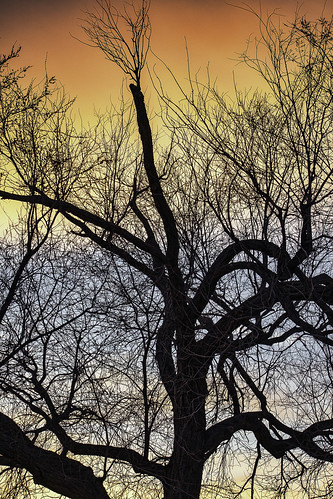 floydlambpark lasvegas nevada park silhouette sunset tree