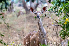 Female Kudu Browsing (inExplore 9/12/22)