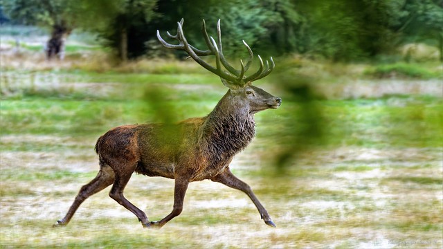 Rothirsch / red deer (Cervus elaphus)