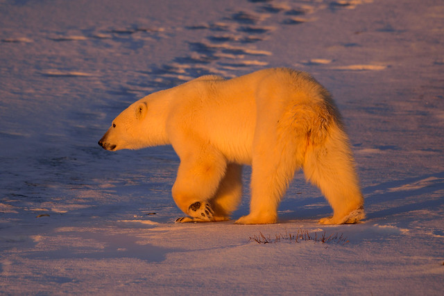 Polar Bear 70   Churchill Canada 2021