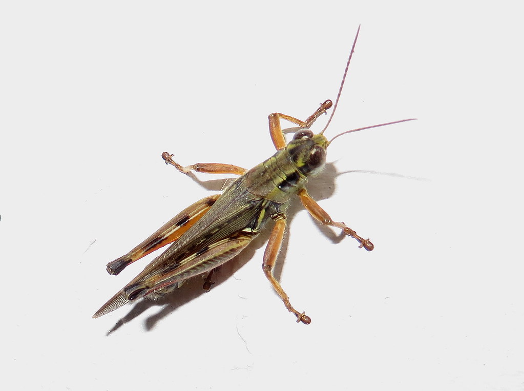 Grasshopper IMG_7534