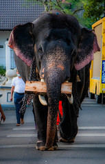 Elephant Carrying his own food