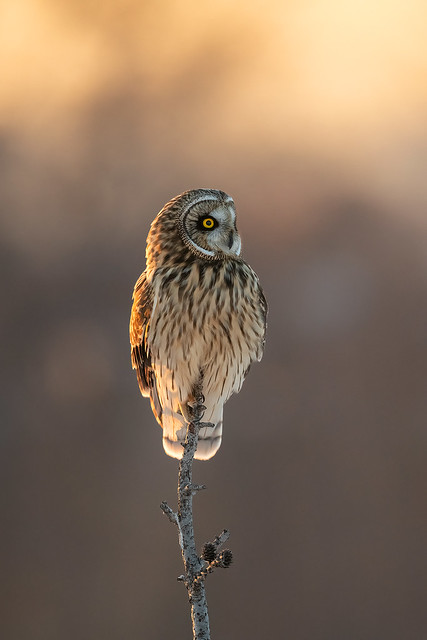 Short-eared Owl [2]