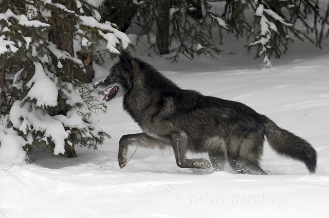 Tundra Wolf on the run