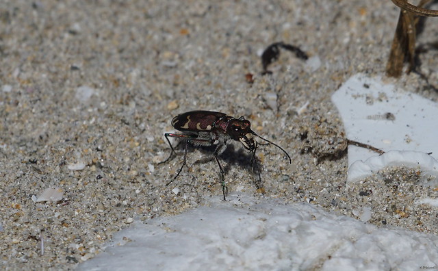 Northern Dune Tiger Beetle / Cicindèle Hybride