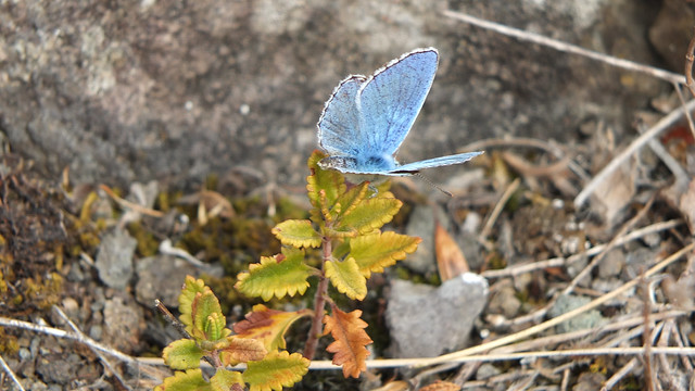 Germany: Unterlauf der Nahe - the Adonis blue / der Himmelblaue Bläuling (Polyommatus bellargus).