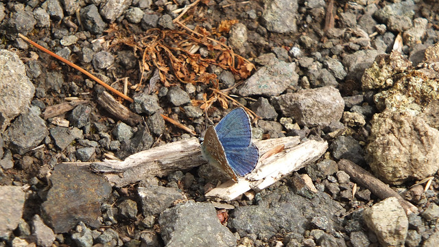 Germany: Unterlauf der Nahe - the Adonis blue / der Himmelblaue Bläuling (Polyommatus bellargus).