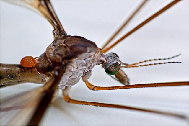 Crane fly with a passenger