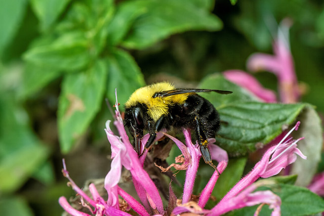 2020 Eastern Carpenter Bee (Xylocopa virginica) 17
