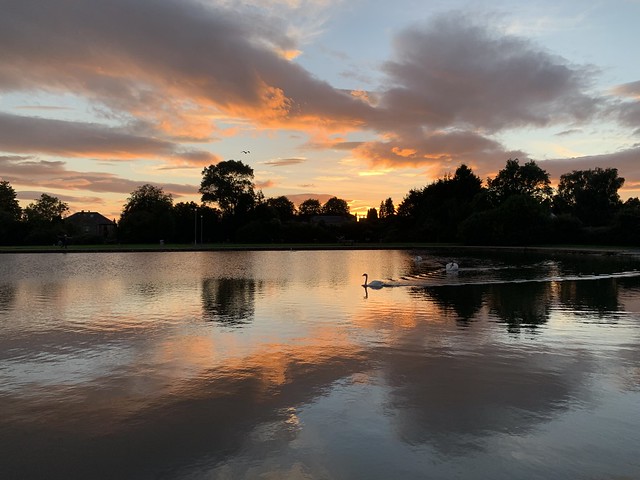 Swan lake reflections