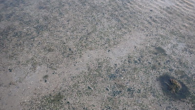 Dugong feeding trail in seagrass meadows, Cyrene Reef (East), Sep 2022