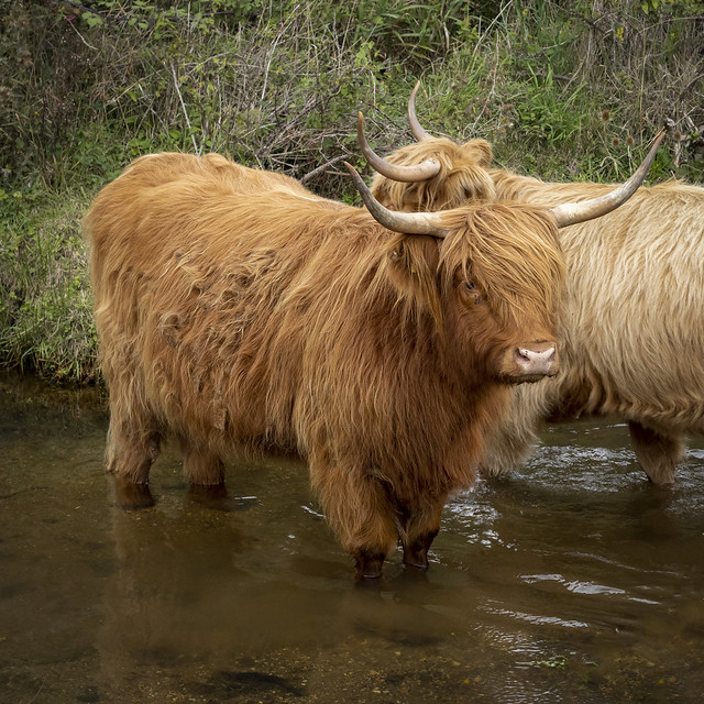 Highland Cattle (Cow)