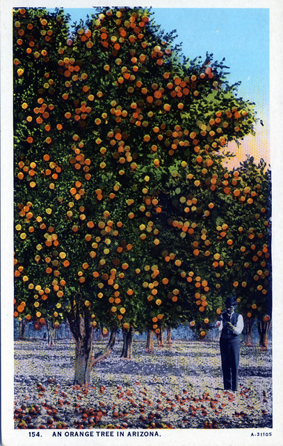 An Orange Tree in Arizona AZ