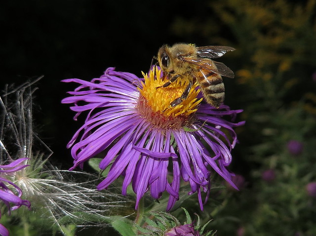 Honeybee feeding on an Aster flower with it's tongue extended. IMG_7550