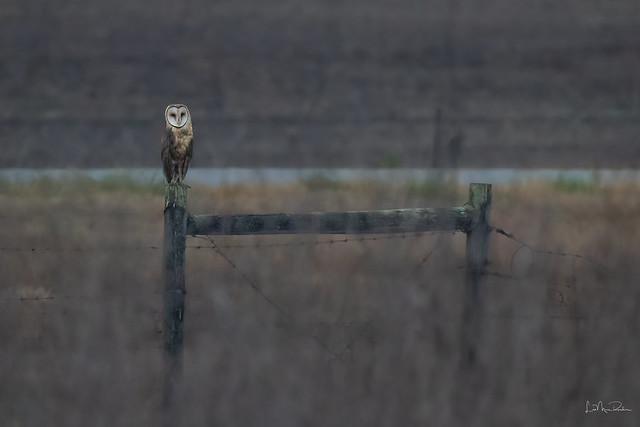 Barn Owl Waits