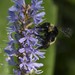 Bumblebee_3290