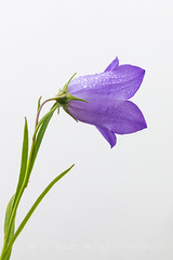 Common Harebell in the Cascade Mountains