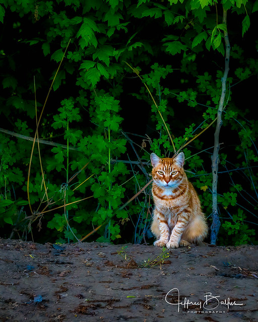 Cat in the woods-114232.jpg