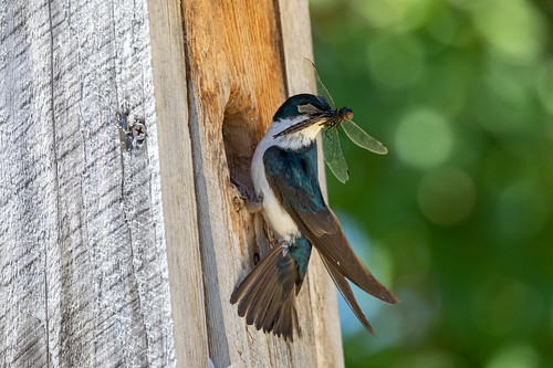 Tree Swallow with Dragonfly Tree Swallow with Dragonfly