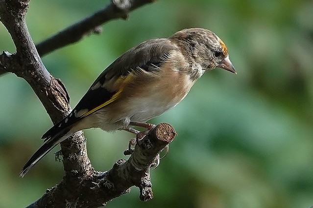 juvenile goldfinch