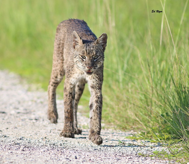 BOBCAT - Another image from my encounter with Momma Notch-Ear on the 7th. The Beauty Of God's Creation Circle B Bar reserve Lakeland Florida USA 9/7/22